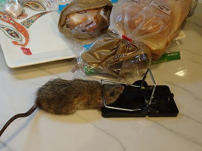 rodent trapping