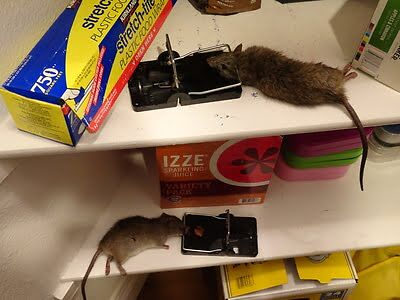 rodent trapping